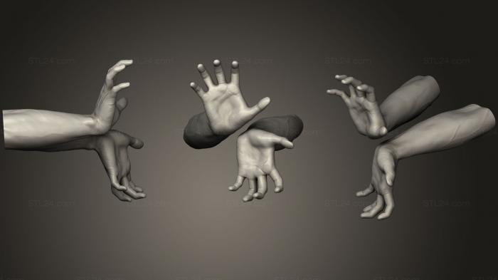 Анатомия скелеты и черепа (Мужские руки 1324, ANTM_0841) 3D модель для ЧПУ станка